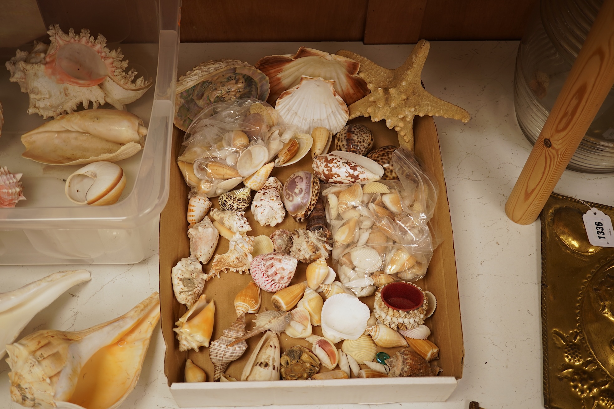 A collection of natural history interest shells to include conch shells, largest approximately 24cm wide
